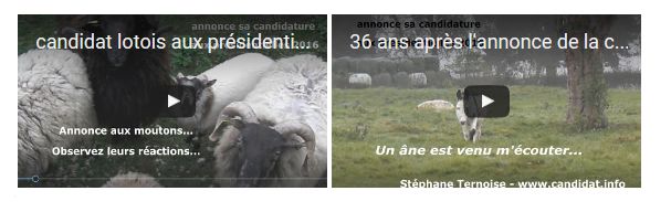 des moutons et un ne